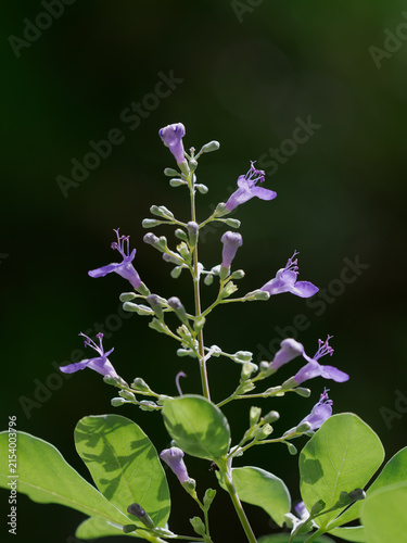 薄紫色の花を咲かせるミツバハマゴウ