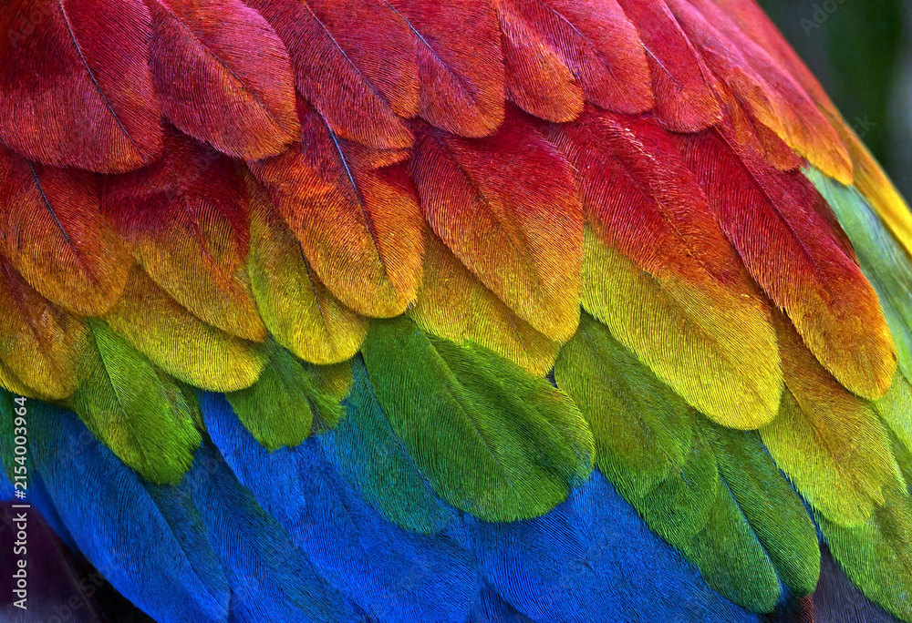Obraz premium Vibrant closeup image of colorful parrot feathers showcasing stunning red yellow green and blue hues in detail
