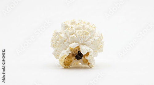 white sea shell