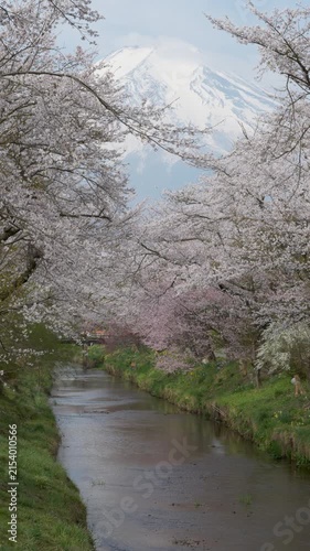 忍野村の新名庄川沿いの満開の桜に囲まれた富士山の等倍速映像（縦・ズームアウト）