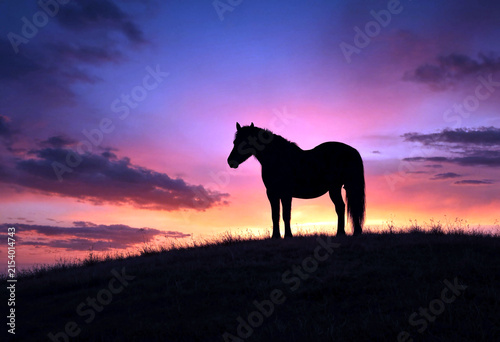 Majestic black horse standing on a hilltop during a breathtaking colorful sunset scene