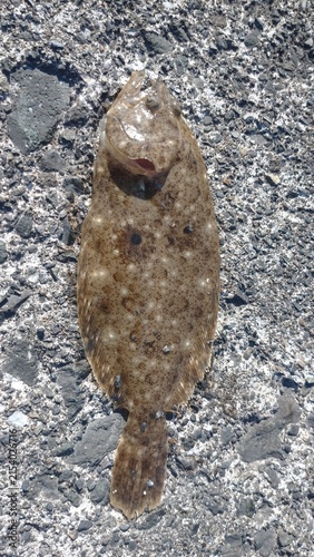 Obraz na płótnie Gonzo-birame flatfish resting on a concrete surface