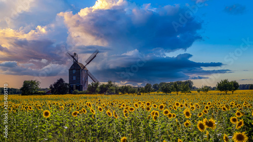 ein Sonnenblumenfeld mit einer Windmühle und dramatischem Himmel im Hintergrund