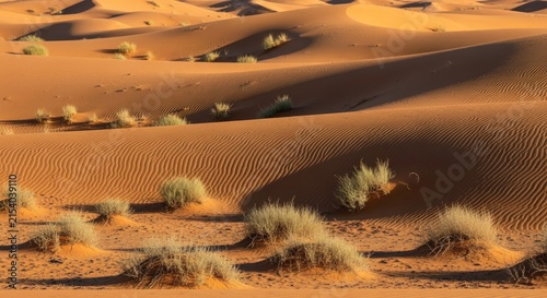 Golden Desert Dunes with Rippling Sand Patterns and Sparse Vegetation Under Warm Sunlight