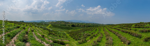 Canvas Print Panoramic green tea fields in thailand with repeating terraced rows under blue s