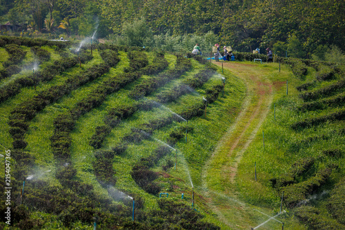 Foto Terraced tea plantation with pathway and irrigation sprinklers leading to worker