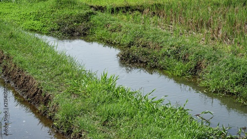 Картината върху платно Traditional agricultural water canal surrounded by green grass for rice field irrigation during daylight