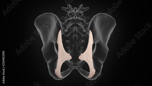 Konstfotografi The sacrotuberous ligament of 3d illustration