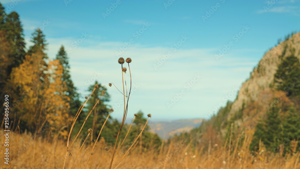 Naklejka premium Golden dry grass wildflower stems in foreground with blurred evergreen forest rocky mountain slope. Bright blue sky with soft clouds. Warm autumn light. Peaceful natural landscape