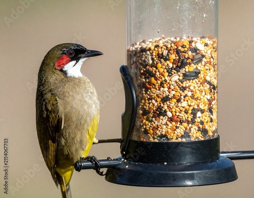 Photorealistic Red-whiskered Bulbul feeding on grains from a natural perch.