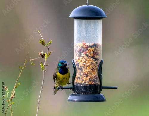 Oriental White-eye feeding on grains, beautifully framed in a natural Indian woodland setting.