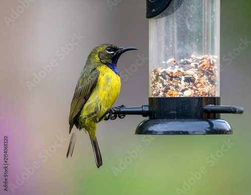 Indian Oriental White-eye delicately eating grains, showcasing vivid plumage and sharp eyes.