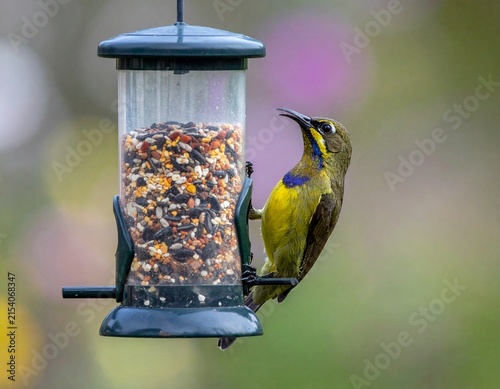 Oriental White-eye eating grains, captured in crisp detail with natural light and habitat.