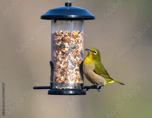 Indian Oriental White-eye delicately eating grains, showcasing vivid plumage and sharp eyes.