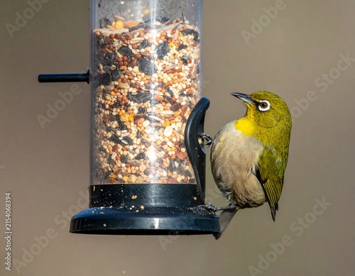 Oriental White-eye eating grains, captured in crisp detail with natural light and habitat.