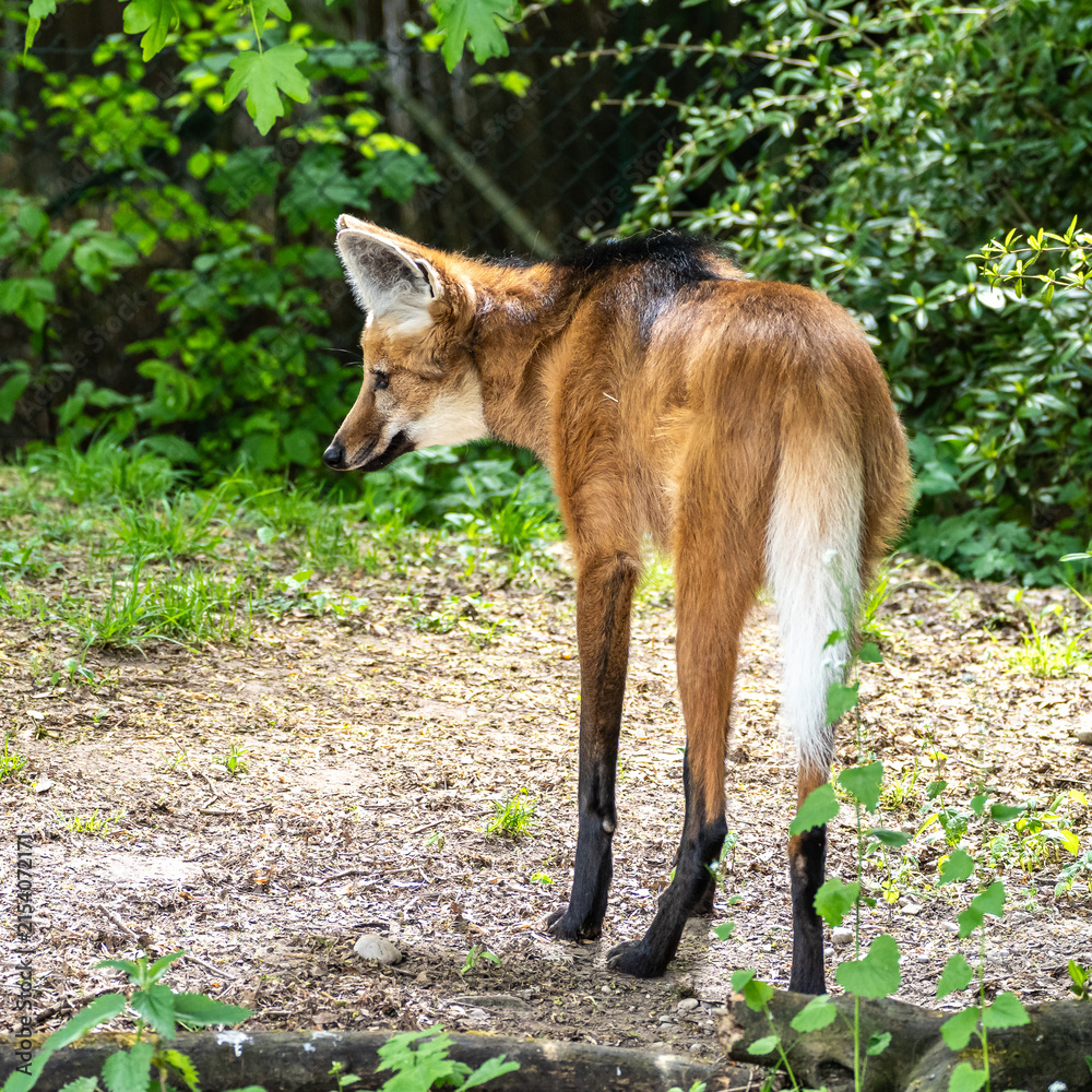 Obraz premium The Maned Wolf, Chrysocyon brachyurus is the largest canid of South America
