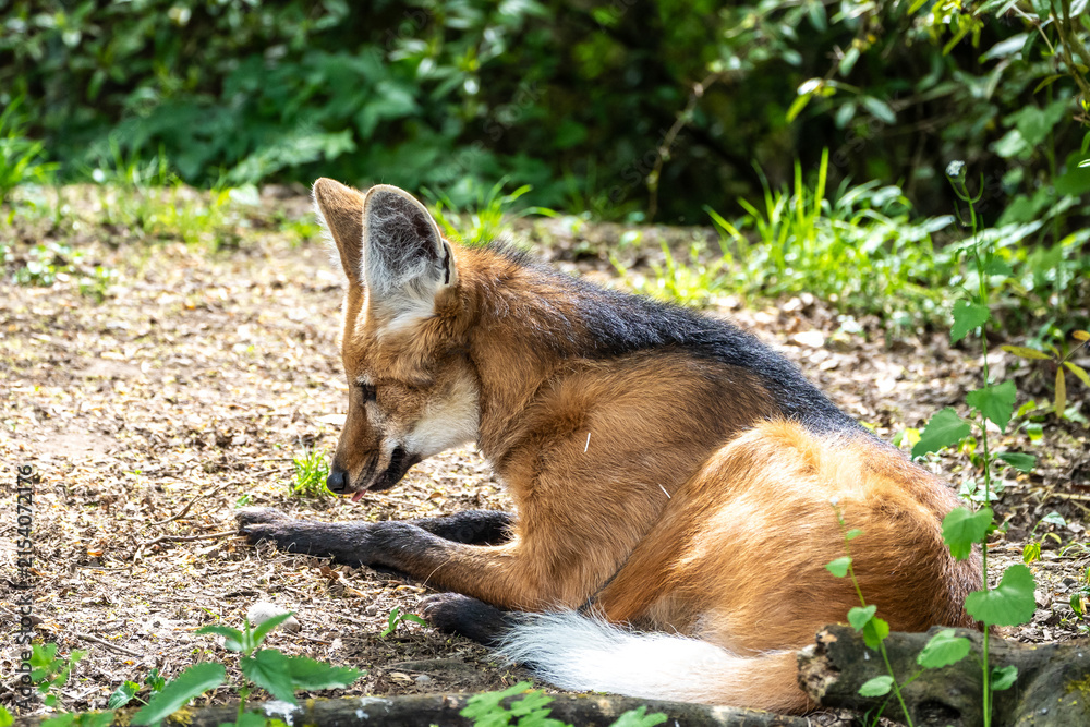 Obraz premium The Maned Wolf, Chrysocyon brachyurus is the largest canid of South America