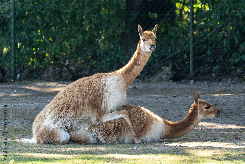 Obraz premium Mating Vicunas, Vicugna Vicugna, relatives of the llama in a German park