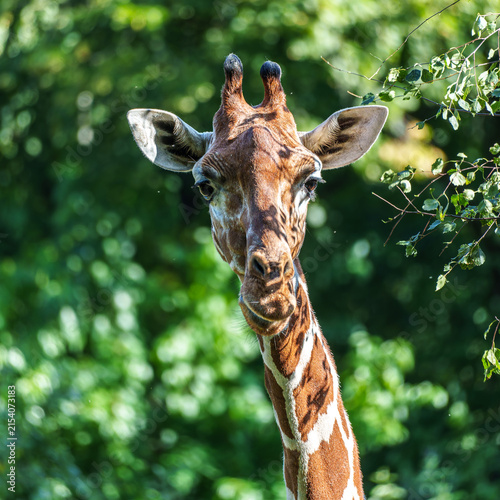 Photography The giraffe, Giraffa camelopardalis is an African mammal