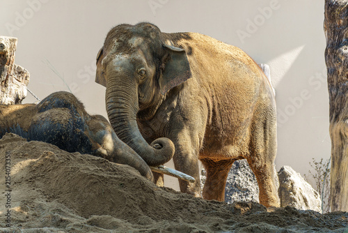 Принти на полотні The Asian elephant, Elephas maximus also called Asiatic elephant