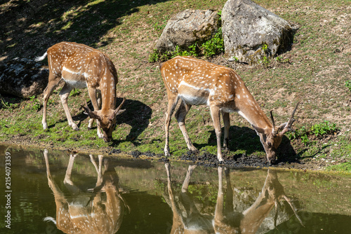 Konstfotografi The fallow deer, Dama mesopotamica is a ruminant mammal