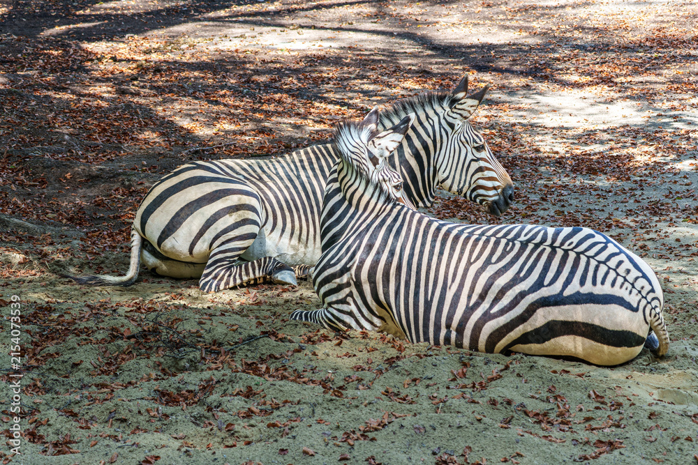 Naklejka premium Hartmann's Mountain Zebra, Equus zebra hartmannae. An endangered zebra
