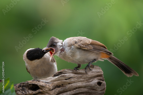 A mother Sooty-headed Bulbul is feeding its chick on a log.