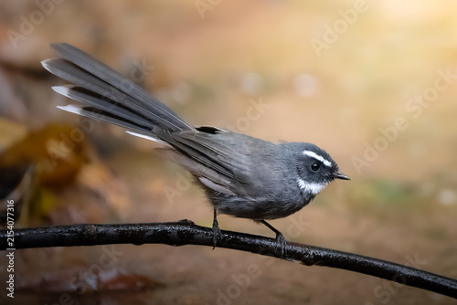 A White-throated Fantail perches on a branch in the middle of a stream within a natural forest.