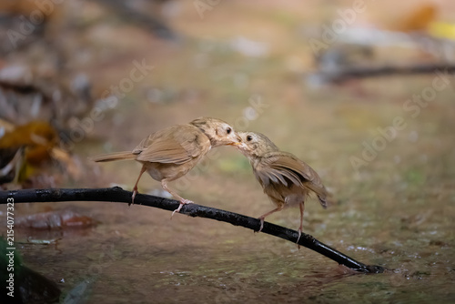 A female Buff-breasted Babbler is feeding its chick, which is perched on a branch in the middle of a forest stream.