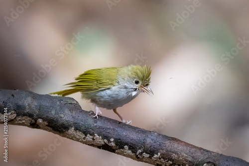 A White-bellied Erpornis perches on a tree branch in the natural forest.