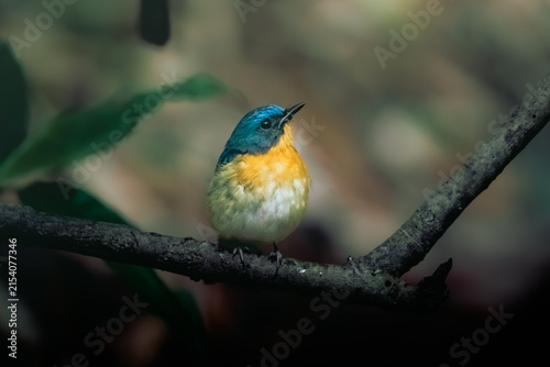 An Indochinese Blue Flycatcher perches on a tree branch in the forest, turned to face forward, clearly revealing the colors on its chest.