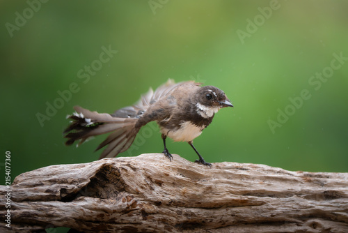 A Malaysian Pied Fantail is standing on a log, shaking its feathers dry after a bath.