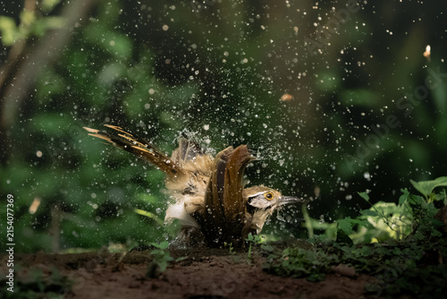 A Greater Necklaced Laughingthrush is bathing in a natural pool.