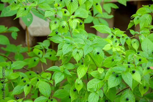 庭園に植えられた果実をつけたハナイカダ