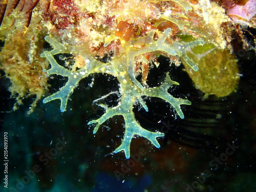 Foto Net slug (Melibe amigisuga) with translucent hood and lobes on reef surface