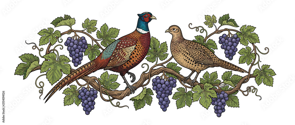 Naklejka premium Pair of pheasants perched on grapevines with fruit