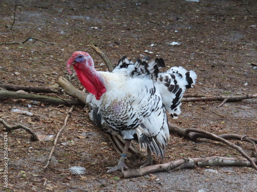 Tapety artystyczne turkey on the beach