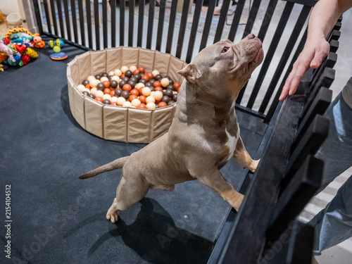 Quadro su tela A pet hotel. A bully and a Chihuahua play in a dog daycare.