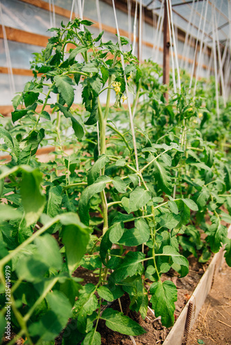 Tomatoes ripening in the greenhouse. Green tomato bushes. Home-grown vegetables.