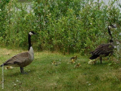 Canvastavla Canada goose parents stand guard on green grass near a riverbank while fluffy yellow goslings forage safely among lush bushes during a bright spring afternoon