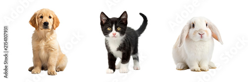 Pet collection with golden retriever puppy kitten rabbit and companion animals for pet care marketing