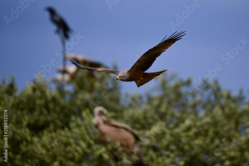 Fotografía Black Kite (Milvus migrans) with a griffon vulture and a raven in the background