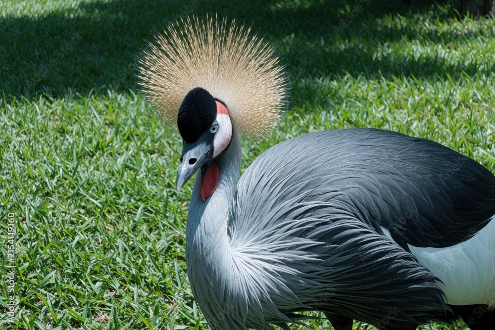 Naklejka premium Grey crowned crane stands on green grass lawn. Elegant bird with golden crest, red throat pouch looks sideways. Beautiful wild animal with grey feathers, black head mask in natural habitat. Close up