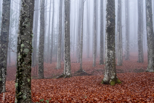 Fotografía Beech Forest in Fog, Lichen-Covered Trunks