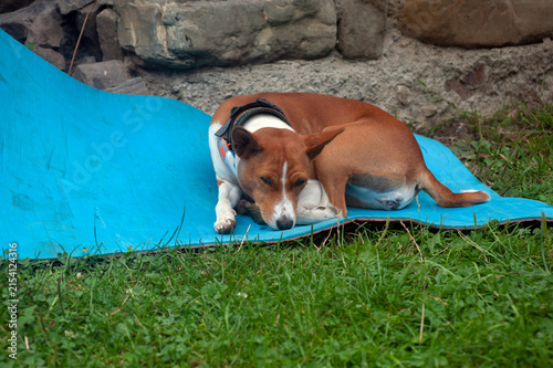 Basenji in park on sunny summer day. Basenji resting in grass.