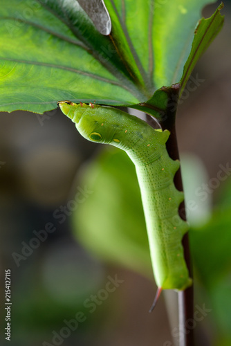 Hawkmoth larva (Sphingidae) climbing a thin twig in nature.