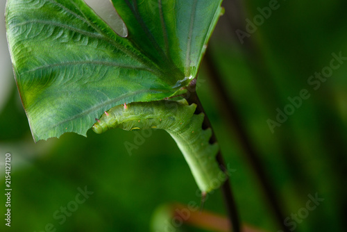 Hawkmoth larva feeding on a leaf