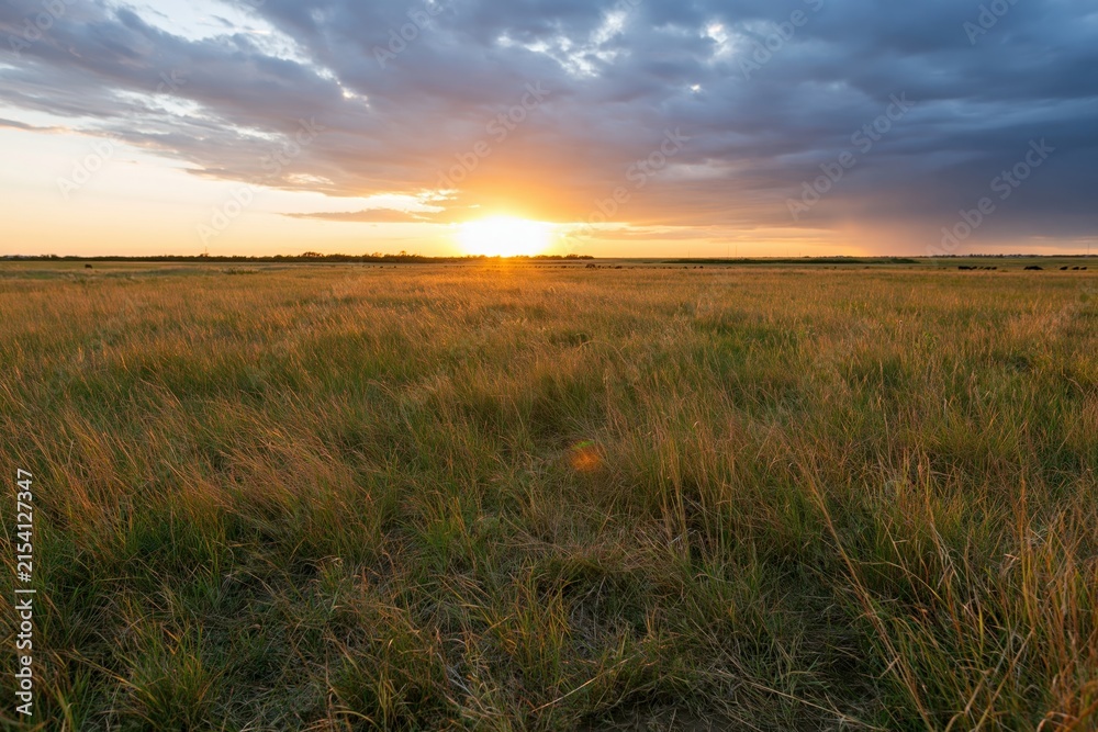 Obraz premium The Sunrise Over Expansive Grassland At Dawn With Open Horizon