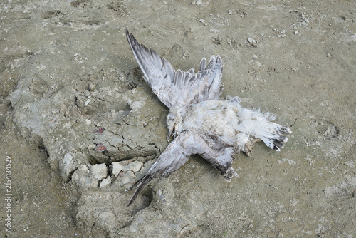 Dead bird lying at the bottom of a dried-up riverbed on the Danube. Close-up.
