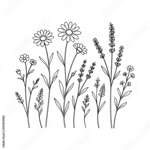 Wildflower Line Art Botanical Drawing Meadow Flowers Vector Outline